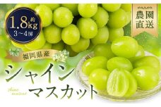 農園直送！ シャインマスカット 約1.8kg 3〜4房 【2025年8月発送予定】 ぶどう マスカット 果物 フルーツ