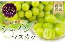 農園直送！ シャインマスカット 約2.4kg 4〜5房 【2025年8月発送予定】 ぶどう マスカット 果物 フルーツ