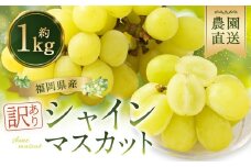 【訳あり】農園直送！ シャインマスカット 約1kg 【2025年8月発送予定】 ぶどう マスカット 果物 フルーツ