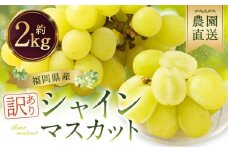 【訳あり】農園直送！ シャインマスカット 約2kg 【2025年8月発送予定】 ぶどう マスカット 果物 フルーツ