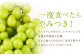 【訳あり】農園直送！ シャインマスカット 約2kg