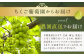 【訳あり】農園直送！ シャインマスカット 約2kg
