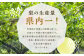  豊水梨 約3kg 5～8玉