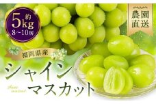 農園直送！ シャインマスカット 約5kg 8房～10房 【2025年8月上旬～10月上旬順次発送予定】 ぶどう マスカット 果物 フルーツ