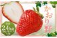 いちご「かおり野」プレミアム 約2.4kg＜300g×4パック＞2箱 計8パック