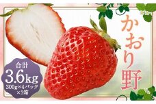 いちご 「かおり野」 プレミアム 約3.6kg ＜300g×4パック＞ 3箱 計12パック  【2025年12月下旬から2026年3月下旬まで発送予定】 苺 イチゴ 果物 果実 フルーツ 大粒 冷蔵 九州 福岡県 筑後市