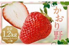 いちご 「かおり野」 プレミアム 約1.2kg ＜300g×2パック＞ 2箱 計4パック 【2025年12月下旬から2026年3月下旬まで発送予定】 苺 イチゴ 果物 果実 フルーツ 大粒 冷蔵 九州 福岡県 筑後市