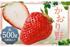 いちご 「かおり野」 プレミアム 化粧箱入り 約500g 【2025年12月下旬から2026年3月下旬まで発送予定】 苺 イチゴ 果物 果実 フルーツ 大粒 冷蔵 九州 福岡県 筑後市