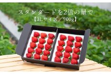 【今期発送の受付は2025年4月27日(日)まで】★たっぷり！2倍の量★武下さんちの「完熟あまおう」3Lサイズ 900g入り【あまおう 完熟 いちご 苺 イチゴ くだもの 果物 フルーツ 大粒 900g ご当地 ブランド ギフト 人気 おすすめ 送料無料 福岡県 大川市 AA020】