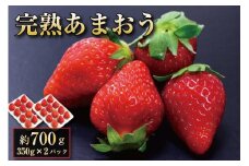 完熟 あまおう イチゴ 350g×2パック(約700g)【出荷予定：12月中旬～2025年2月下旬】