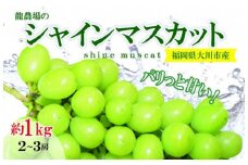旬をお届け！シャインマスカット約1kg (2～3房)【大川市】