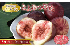 【福岡限定ブランド】いちじく とよみつひめ 300g×8パック (約2.4kg)