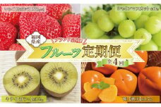 福岡フルーツ定期便B (シャインマスカット・甘うぃ・秋王・あまおう)【全4回】【あまおう 食品 フルーツ シャインマスカット 甘うぃ 秋王 果物 苺くだもの いちご 食品 イチゴ 人気 あまおう おすすめ 送料無料 福岡県 大川市 ZZ013】