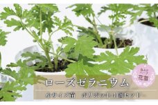 虫よけ効果 ローズゼラニウム 小サイズ苗 4個セット (ポリポット)