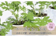 虫よけ効果 ローズゼラニウム 小サイズ苗 24個セット (ポリポット)