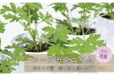 虫よけ効果 ローズゼラニウム 中サイズ苗 3個セット（鉢つき）