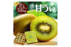 【2025年11月上旬より順次発送】博多甘うぃキウイ(あまうぃ)大玉 20玉〜27玉入り 3.6kg相当 うまうまもぐもぐ