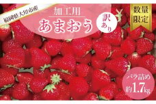 ★先行予約★訳あり加工用あまおういちご バラ詰め福岡県産 たっぷり約1.7kg【2025年5月以降順次発送】