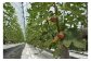 行橋市天生田のいちじく農園から、朝採り直送！