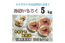 AO-013_冷凍いちじく5kg