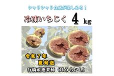 AO-012_冷凍いちじく4kg