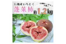 AO-015_【予約・令和７年夏発送】行橋産いちじく（蓬莱柿） 箱大 約 1.2kg