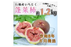AO-015_【予約・令和８年夏発送】行橋産いちじく（蓬莱柿） 箱大 約 1.2kg