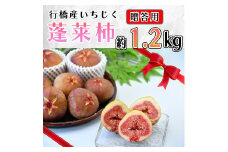 AO-025_行橋産いちじく（蓬莱柿）贈答用　1箱