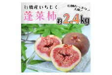 AO-024_行橋産いちじく（蓬莱柿）約2.4kg （箱大 約 1.2kg ×2箱）