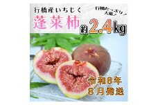 AO-024_【予約・令和８年夏発送】行橋産いちじく（蓬莱柿）約2.4kg （箱大 約 1.2kg ×2箱）