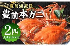 【先行予約】 豊前本ガニ 大 メス 2匹【2025年12月以降順次発送】  直送《豊前市》【豊築漁業協同組合】 かに 蟹 カニ ワタリガニ かに料理 ガザミ [VAG024]