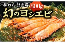 【先行予約】幻のヨシエビ 計800g【2025年12月以降順次発送】  《豊前市》【豊築漁業協同組合】 エビ えび 海老 蝦 [VAG012]