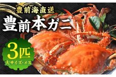 【先行予約】 豊前本ガニ 大 メス 3匹 直送【2025年12月以降順次発送】 《豊前市》【豊築漁業協同組合】 かに 蟹 カニ ワタリガニ かに料理 ガザミ [VAG011]