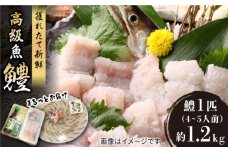 獲れたて直送！ハモ 一本 約1.2kg (4~5人前)《豊前市》【まるとら】魚 鱧 はも 刺身 [VAL001]