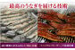 うなぎ 鰻 国産 福岡県産 蒲焼 かば焼き 土用 丑の日 ギフト 贈答