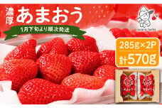 先行予約【2026年1月下旬～4月中旬発送】ココロファームの 濃厚あまおう 285g × 2P 約570g 《豊前市》 苺 いちご あまおう 福岡県産 【※北海度・沖縄および離島への配送不可】 [VAE007]