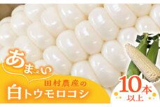 【先行予約】田村農産の白トウモロコシ 10～12本入り（2026年6月中旬以降順次発送）【田村農産】《豊前市》野菜 とうもろこし スイートコーン [VBE001]