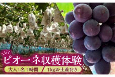 【９月～１０月限定】豊前フルーツランド ぶどう収穫体験 （ピオーネ）1kg お土産付き　大人１名 １時間《豊前市》【山田農場】 [VCY001]