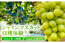 【９月～１０月限定】豊前フルーツランド ぶどう収穫体験 （シャインマスカット）1kg お土産付き　大人１名 １時間《豊前市》【山田農場】 [VCY002]