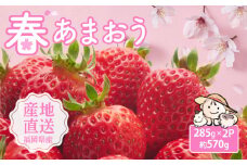 【先行予約】【2026年2月下旬より順次発送】爽やか春あまおう【いちご】約285g×2パック 《豊前市》【ココロファーム】 【北海道・沖縄および離島への配送不可】数量限定 苺 いちご あまおう 福岡県産 [VAE011]