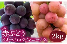 【先行予約】赤ぶどう 2kg ( ピオーネ or クインニーナ ) 【2025年9月中旬以降順次発送】《豊前市》【山田農場 フルーツランド】ブドウ 葡萄 ぶどう [VCY006]