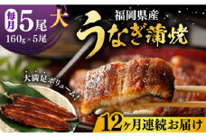 【全12回定期便】福岡県産 うなぎ 蒲焼 大5尾　合計 800 g（1尾あたり 160g以上）《豊前市》【福岡養鰻】 国産 うなぎ 大 [VAD019]