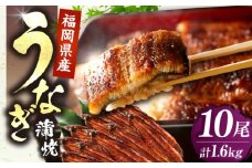 福岡県産 うなぎ 蒲焼 大 10尾　計1,600g（1尾あたり 160g以上）《豊前市》【福岡養鰻】 国産 鰻 ウナギ 蒲焼き [VAD026]