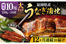 【全12回定期便】福岡県産 うなぎ 蒲焼 大 10尾　計1,600g（1尾あたり 160g以上）《豊前市》【福岡養鰻】 国産 鰻 ウナギ 蒲焼き [VAD029]