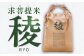 米 お米 白米 10キロ 米10kg 米10キロ  新米 産地直送 精米 国産 おすすめ おいしい 2025年 人気 ランキング