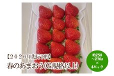 【2026年先行予約】春のあまおう(G規格以上4パック)【044-0064】