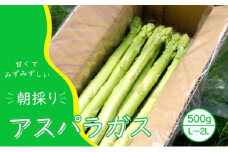 【先行予約】発送2026年4月 アスパラガス 小郡産 朝採りアスパラガス 500g (L、2Lサイズ混) 野菜 永利農園
