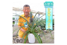パイナップル 鉢 7号鉢 極甘のホワイトパイナップル 《シルキーパイン》 果樹 植物