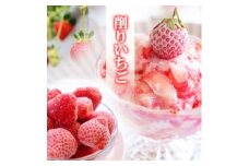 いちご ふわっと溶ける贅沢スイーツ 削りいちご 600g 練乳付き イチゴ 苺 果物 デザート ベリー畑 福田ファーム ※配送不可：沖縄、離島