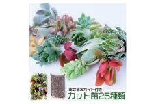 多肉植物 ハオルチア入り じぶんで植える 多肉の寄せ植え セット インテリア 多肉 植物 ガーデニング